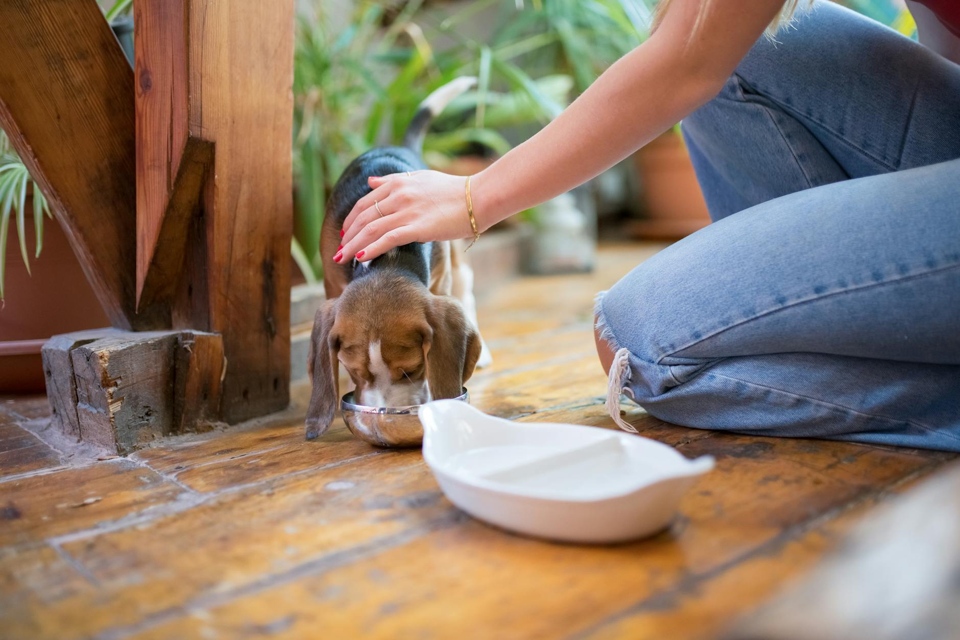 woman sitting petting a dog